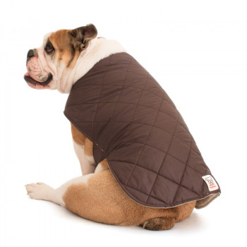 Mantellina Cooler per Bulldog Inglese colore Marrone