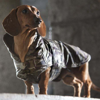 Giubbotto per cane Bassotto "Dachshund Military" - Collezione Croci