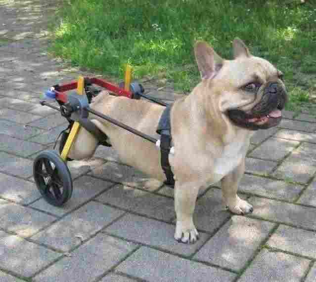 Gallerani Store - News - Carrello Ortopedico per cani disabili